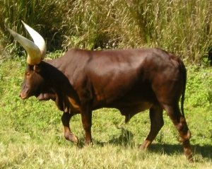 Vaca Watusi
